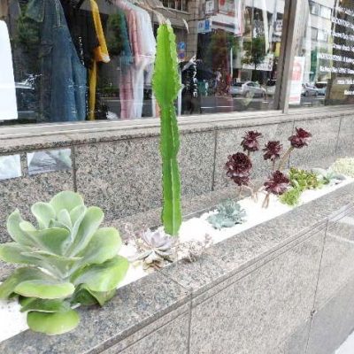 当店の観葉植物