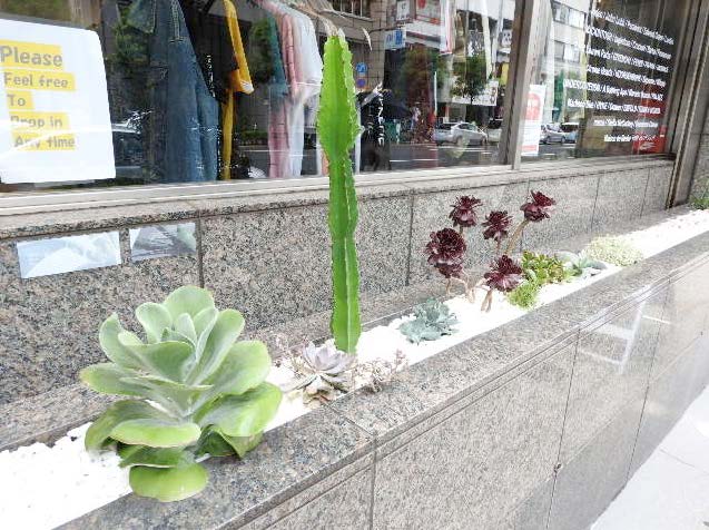 当店の観葉植物